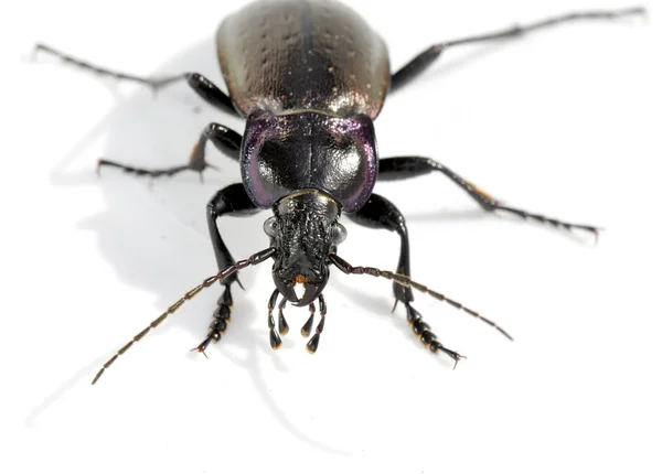 Ziemia-beetle przód — Zdjęcie stockowe