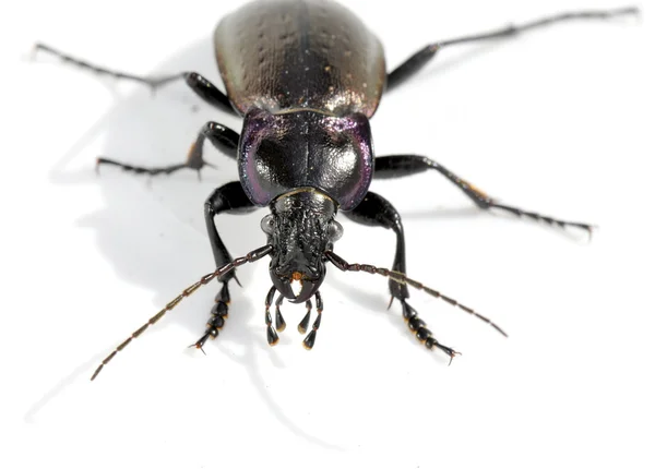 Ground beetle front — Stock Photo, Image