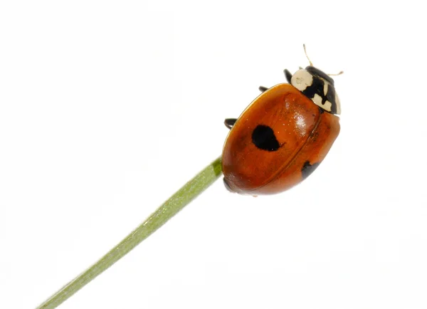 uğur böceği