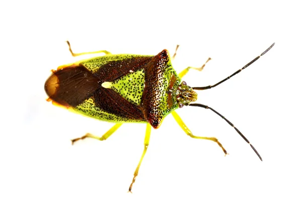 Bug on white background — Stock Photo, Image