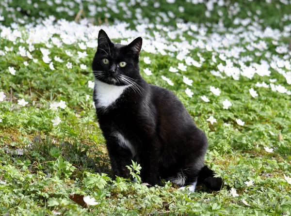 Gato en prado de flores — Foto de Stock