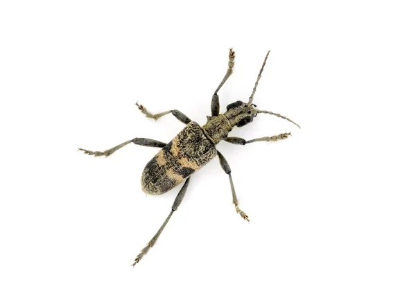 Rhagium mordax — Stock Photo, Image