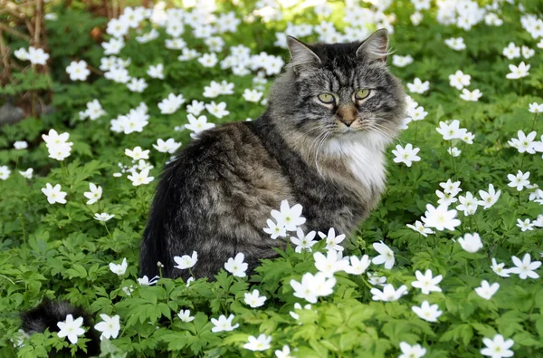 Norwegian forest cat — Stock Photo, Image