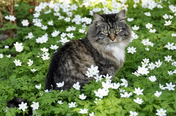 Gato da floresta norueguesa — Fotografia de Stock