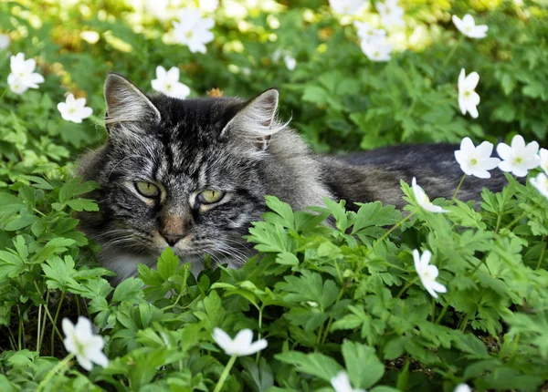 Gato da floresta norueguesa — Fotografia de Stock