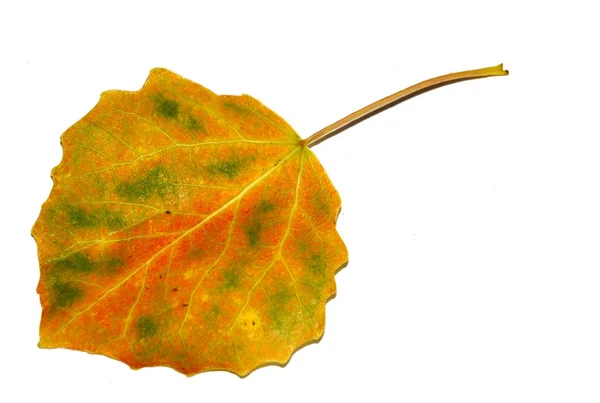 Autumn leaf — Stock Photo, Image