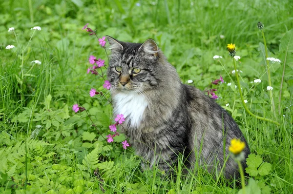 Gato al aire libre — Foto de Stock