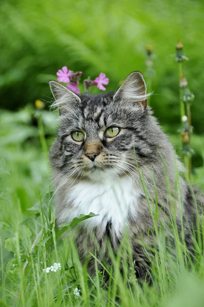 Gato al aire libre — Foto de Stock