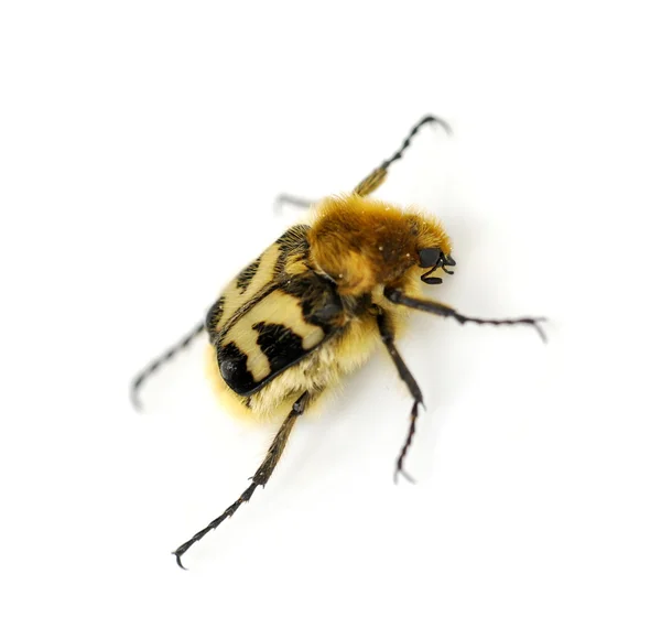 Beebeetle Trichius fasciatus — Stock Photo, Image