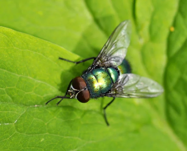 Green fly — Stock Photo, Image