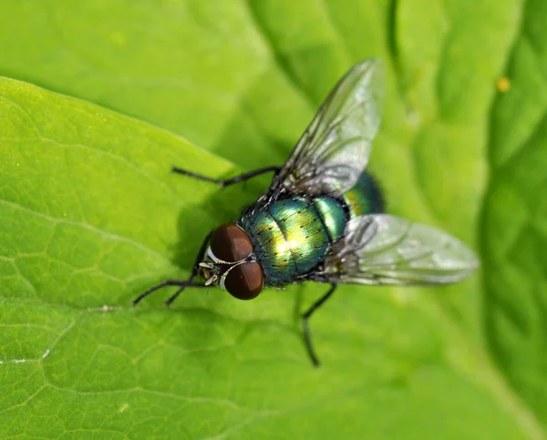 Mosca verde — Fotografia de Stock