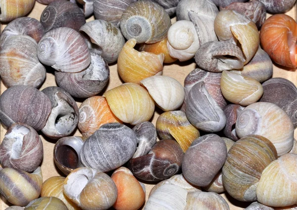 Seashells — Stock Photo, Image