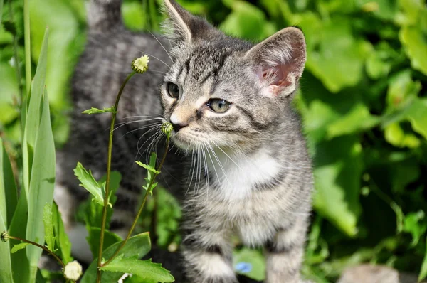 Pequeño gatito en un jardín — Foto de Stock