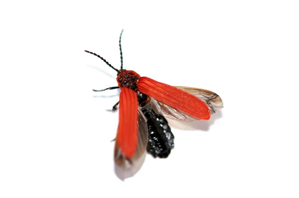 Escarabajo rojo — Foto de Stock