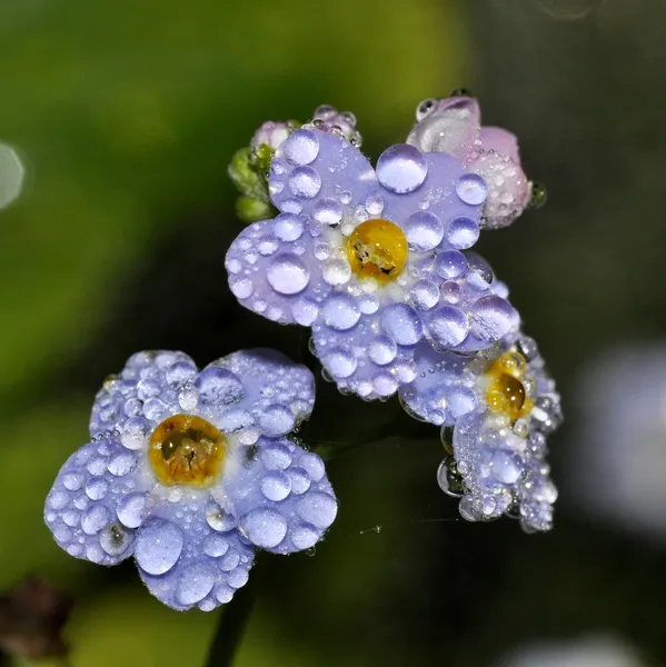 Krople deszczu na niebieskie kwiaty — Zdjęcie stockowe