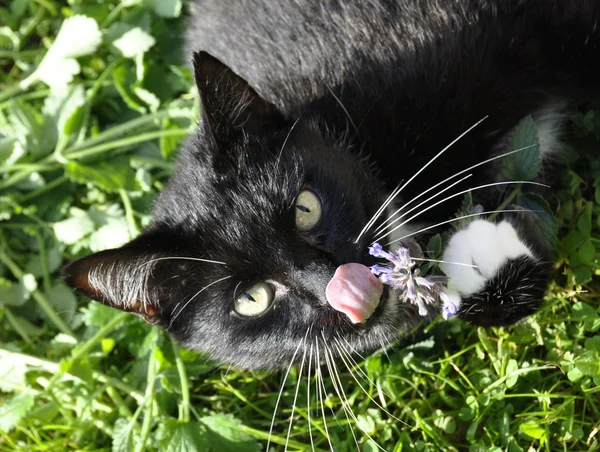 kedi kedi nanesi kokusu euphoric