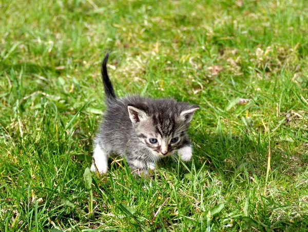 Pequeño gatito al aire libre — Foto de Stock