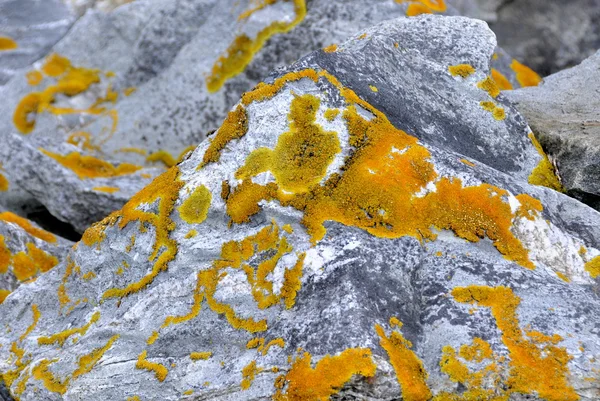 Xantoria lichen em rocha — Fotografia de Stock