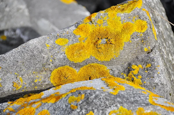 Xantoria lichen em rocha — Fotografia de Stock