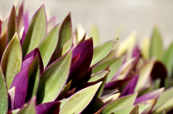 Rhoeo spathacea