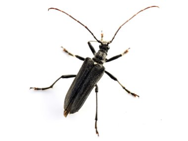 Longhorn böceği