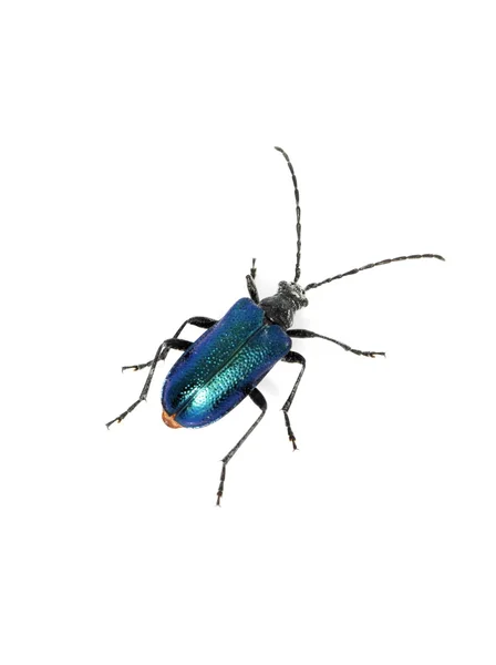 Blue metallic beetle — Stock Photo, Image