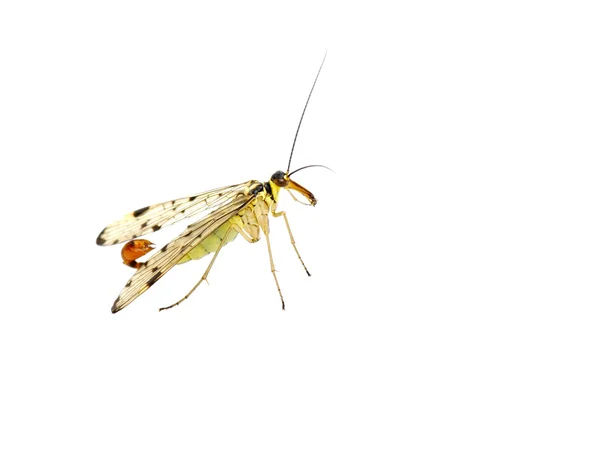 Scorpion fly — Stock Photo, Image