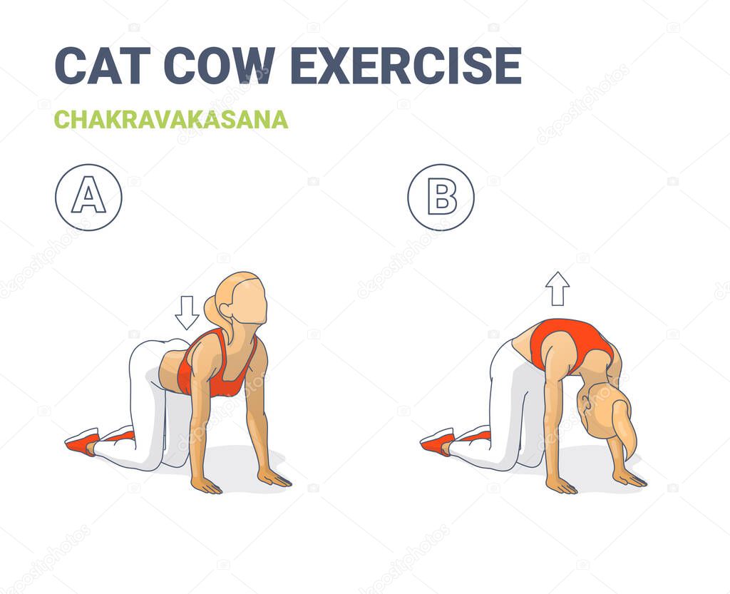 Cat Cow Exercise, Girl Home Workout Routine Guidance or Chakravakasana Women Yoga Pose.