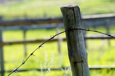 Champ de maïs à la récolte