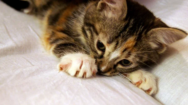 Yavru kedi