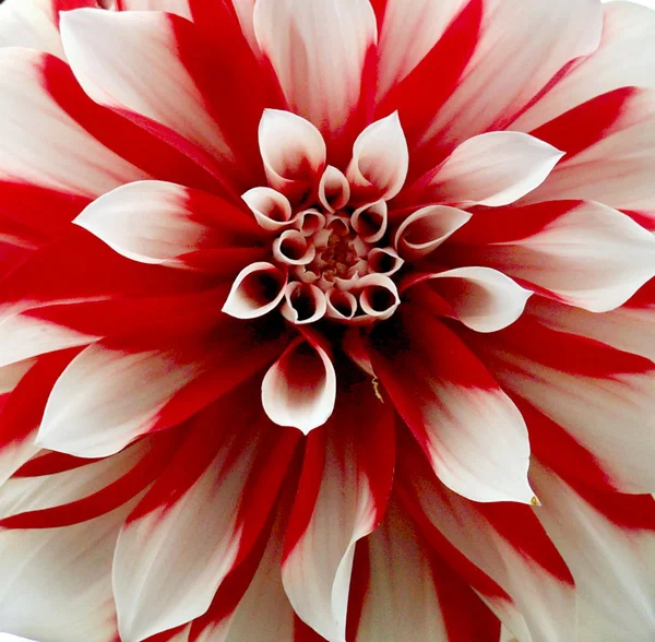Dahlia bloem. — Stockfoto
