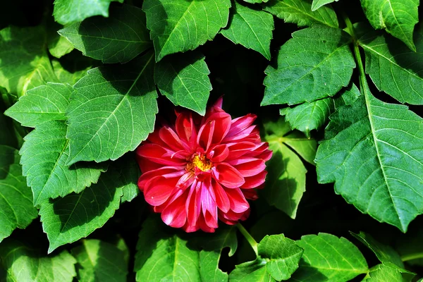 Dahlia bloem. — Stockfoto