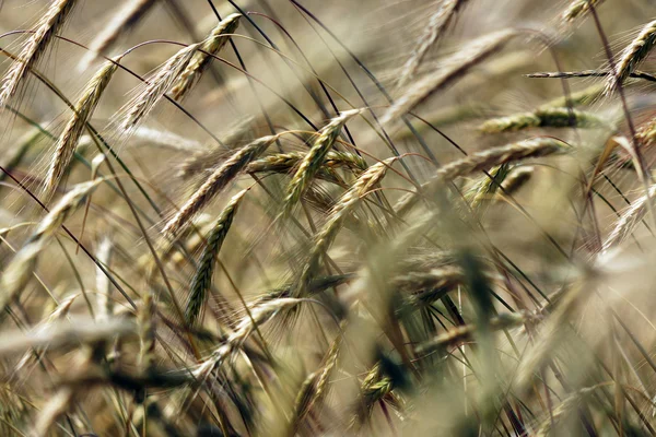 Spiga di grano — Foto Stock