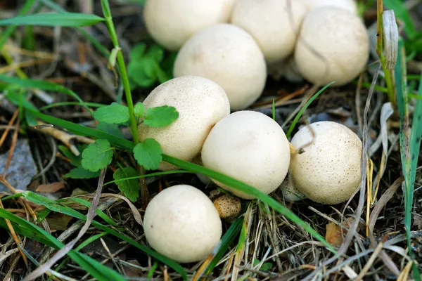 Grasa de setas . — Foto de Stock