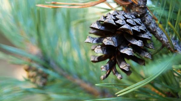 Pine cone. — Stock Photo, Image