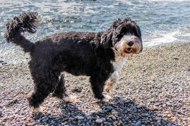 Portekiz Su Köpeği Sombrio Sahili, Port Renfrew, Britanya Kolumbiyası, Kanada
