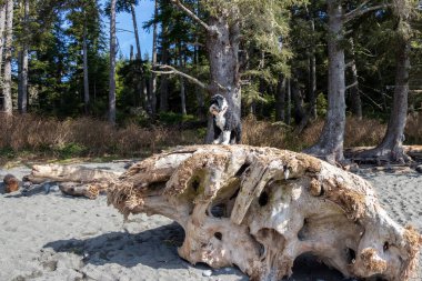 Sombrio Sahili, Port Renfrew, British Columbia, Kanada