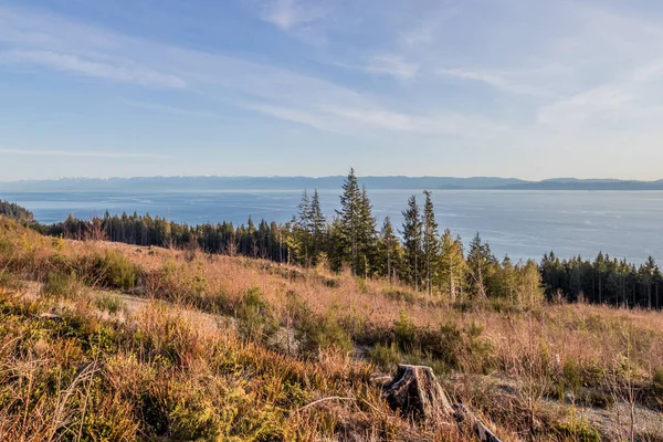 Floresta Redução Clara Não Costa Estreito Juan Fuca Ilha Vancouver — Fotografia de Stock