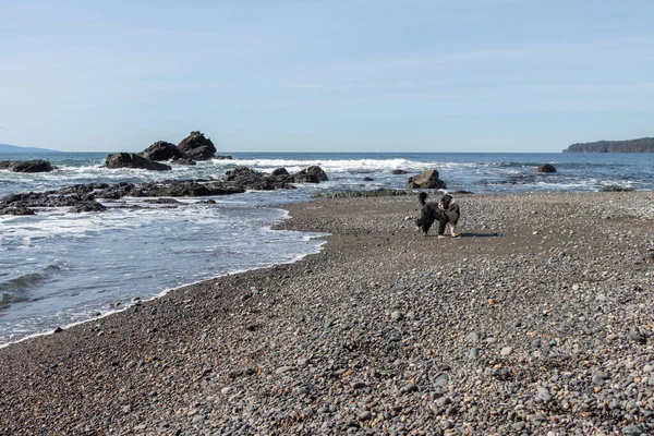 Sombrio Plajı Ndaki Köpek Dostu Plaj Port Renfrew British Columbia — Stok fotoğraf