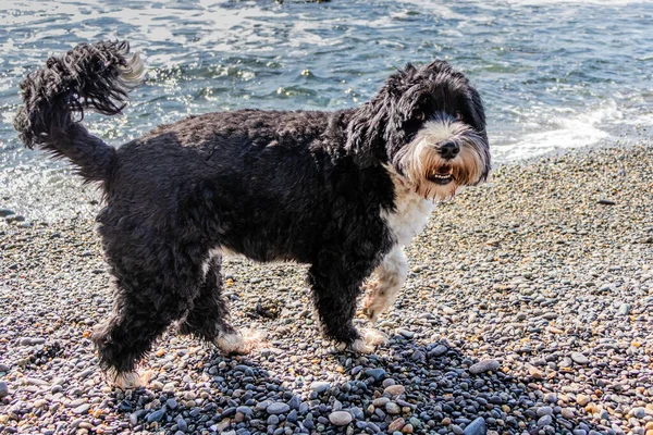 Portekiz Su Köpeği Sombrio Sahili, Port Renfrew, Britanya Kolumbiyası, Kanada