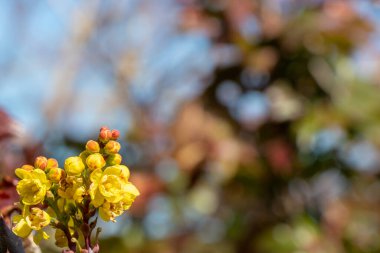 Baharda arka planda bulanık sarı çiçek