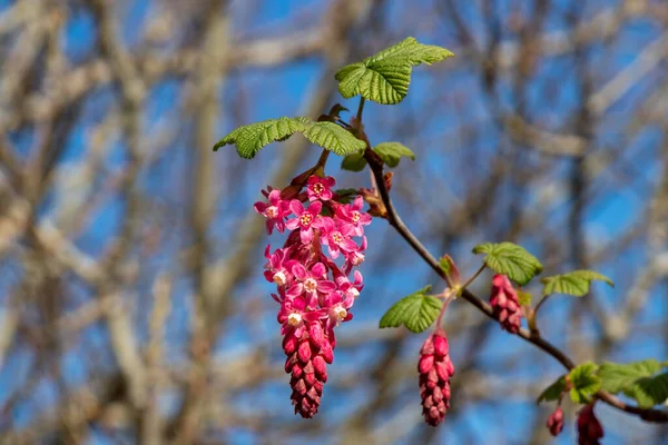 晴れた日の春にピンクの花を咲かせ — ストック写真