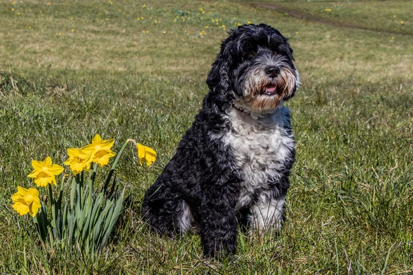 Victoria, British Columbia, Kanada 'daki Beacon Hill Parkı' nda bir bahar günü nergislerin yanında oturan sevimli köpek.