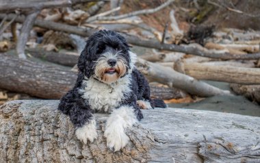 Portekizli Su Köpeği Lucy Colwood 'daki Royal Beach' te, British Columbia Vancouver Adası 'nda.