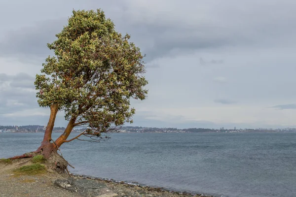 Uma Árvore Arbutus Costa Royal Beach Colwood Colúmbia Britânica Ilha — Fotografia de Stock