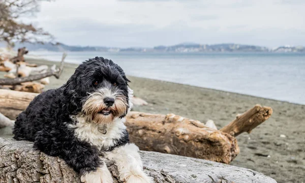 Lucy Portuguese Water Dog Royal Beach Colwood British Columbia Vancouver — Fotografia de Stock