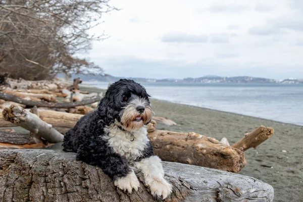 Cão Água Português Royal Beach Colwood Colúmbia Britânica Ilha Vancouver — Fotografia de Stock