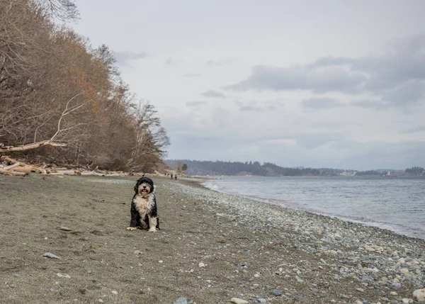 Португальская Водяная Собака Royal Beach Колвуде Британская Колумбия Острове Ванкувер — стоковое фото