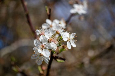 Vancouver Adası 'nda güneşli bir bahar gününde kiraz çiçekleri açar.