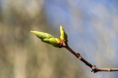 Kanada 'da ilkbaharda tomurcuklu ağaç dalı